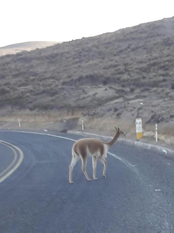 Chimborazo Leilighet Riobamba Eksteriør bilde